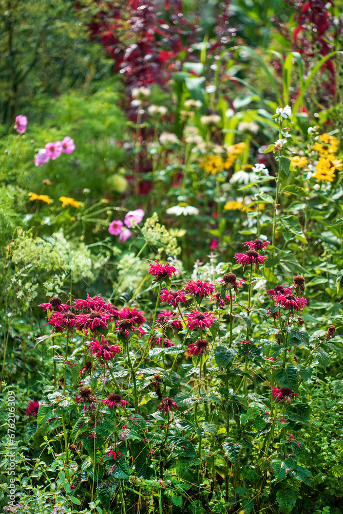 summer garden with different flowers