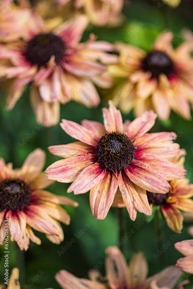 Rudbeckia flowers in the garden on a sunny summer day. Rudbeckia flowers in the garden on a sunny summer day.