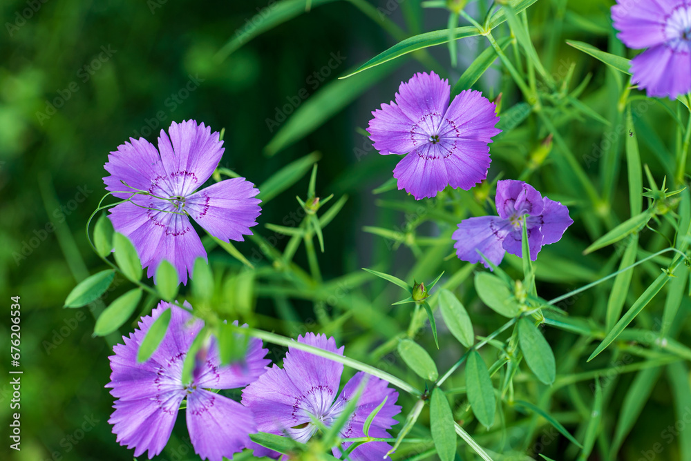 closeup beautiful Dianthus flower in the garden closeup beautiful Dianthus flower in the garden