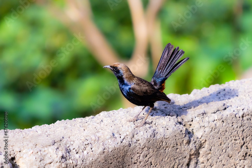 Fotografie Indian robbin on a wall