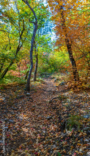 Fall Color in McKittrick Canyon, Guadalupe Mountains National Park, Texas, USA