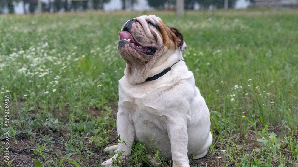 Portrait of a bulldog dog in the field