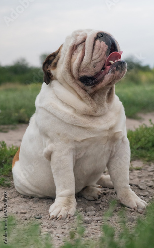 Portrait of a bulldog dog in the field