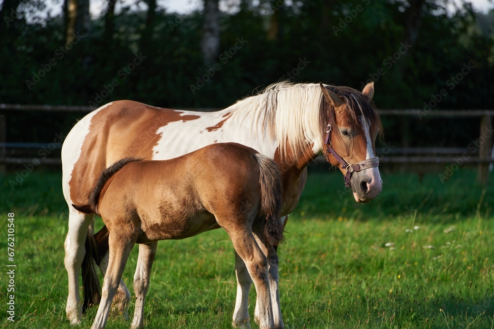 Nurturing Nature: A Young Foal Nursing from Its Mare on the Horse Farm. The foal drinks milk from the Mare. Horse farm. Care and Breastfeeding of a Young Foal by Its Doting Mare. Nurturing Nature: A Young Foal Nursing from Its Mare on the Horse Farm. The foal drinks milk from the Mare. Horse farm. Care and Breastfeeding of a Young Foal by Its Doting Mare.