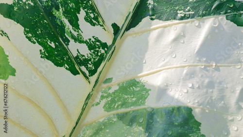 Background and texture of beautiful Variegated Alocasia Macrorrhiza leaf with water droplets on surface photo