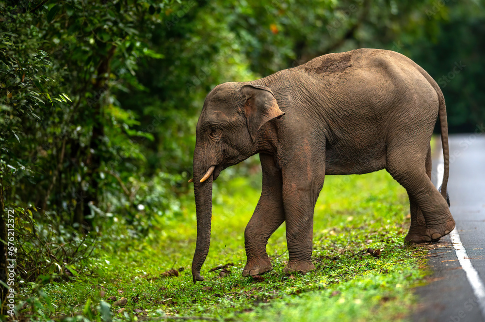 A young male elephant is walking on the road.
