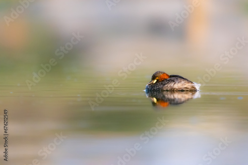 Little Grebe on water