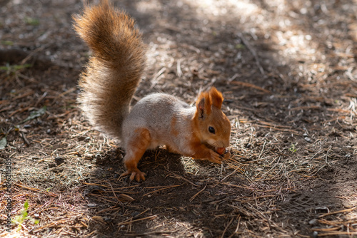 A beautiful red squirrel eats nuts in the forest. A squirrel with a fluffy tail sits and eats nuts close-up. Slow motion video