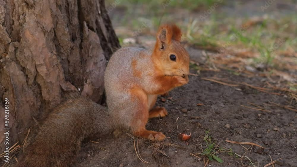 A beautiful red squirrel eats nuts in the forest. A squirrel with a fluffy tail sits and eats nuts close-up. Slow motion video A beautiful red squirrel eats nuts in the forest. A squirrel with a fluffy tail sits and eats nuts close-up. Slow motion video