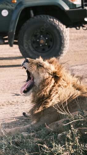 A lion opens its mouth