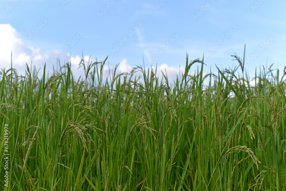 Ear of rice. Close-up to rice seeds in ear of paddy. Beautiful rice field and ear of rice on the blue sky background. Ear of rice. Close-up to rice seeds in ear of paddy. Beautiful rice field and ear of rice on the blue sky background.