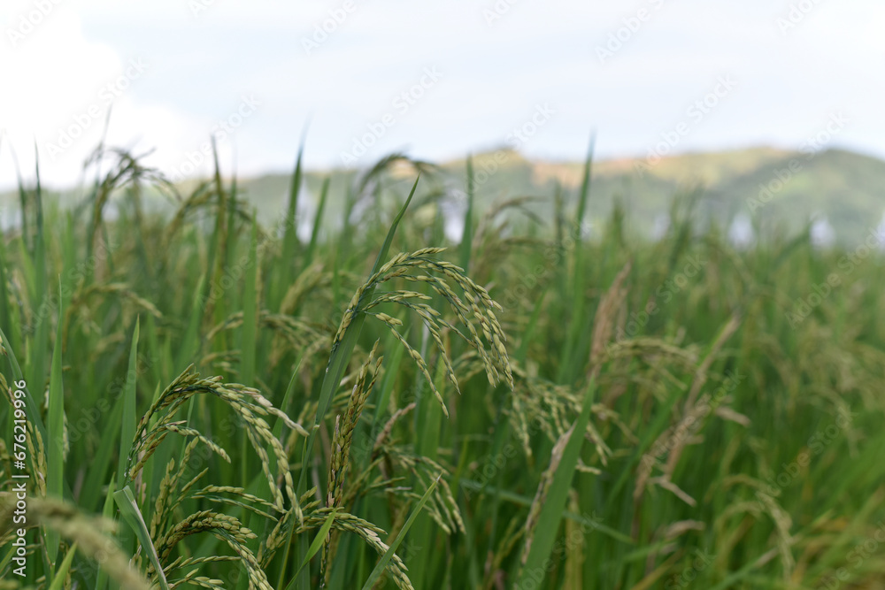 Ear of rice. Close-up to rice seeds in ear of paddy. Beautiful rice field and ear of rice.