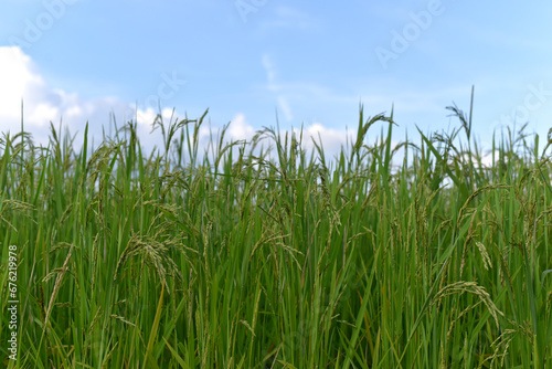 Ear of rice. Close-up to rice seeds in ear of paddy. Beautiful rice field and ear of rice on the blue sky background.