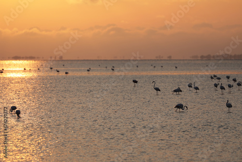 Photography Pink flamingos in the Camargue in the water