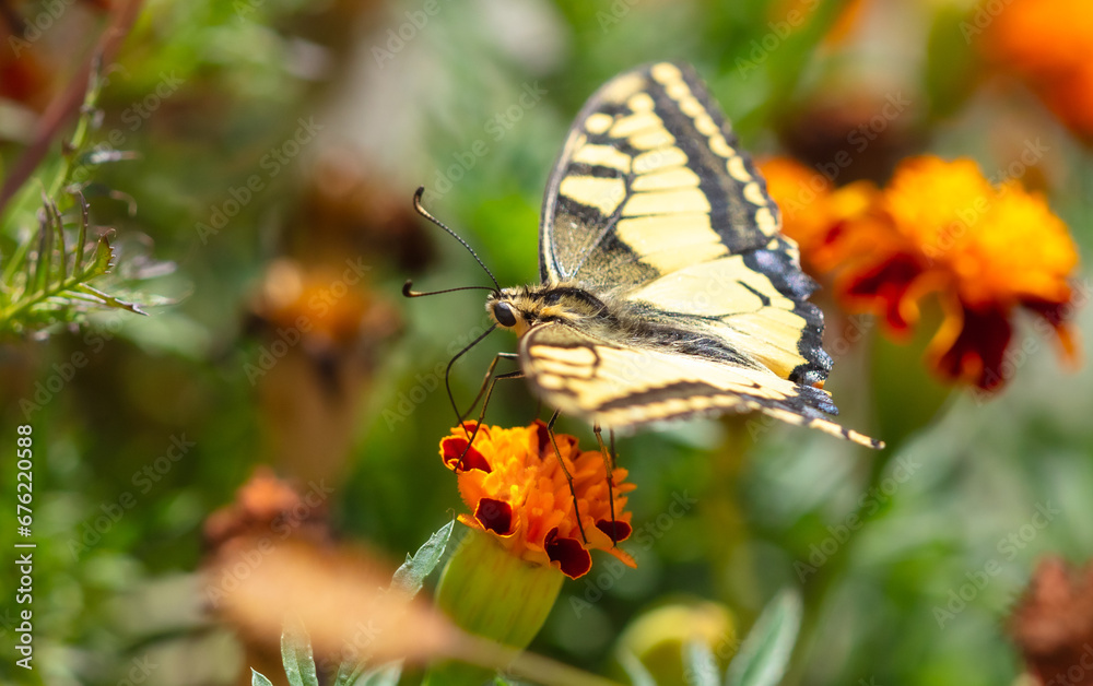 Close-up of a butterfly on an orange flower in nature Close-up of a butterfly on an orange flower in nature
