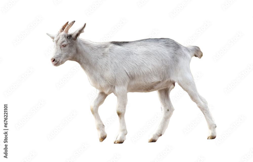 Fototapeta premium Goat isolated on white background