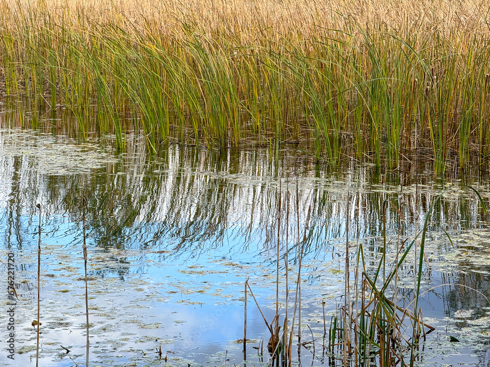 Reeds on a lake with blue water Reeds on a lake with blue water