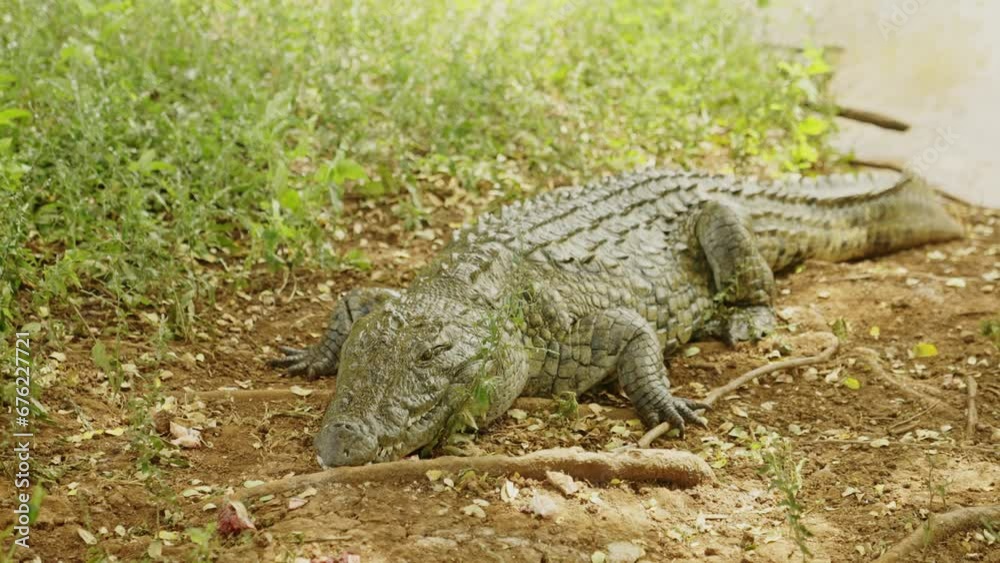Huge Crocodile near the Lake. Wildlife animal in nature. Lazy reptile with the sharp tooth. Huge Crocodile near the Lake. Wildlife animal in nature. Lazy reptile with the sharp tooth.