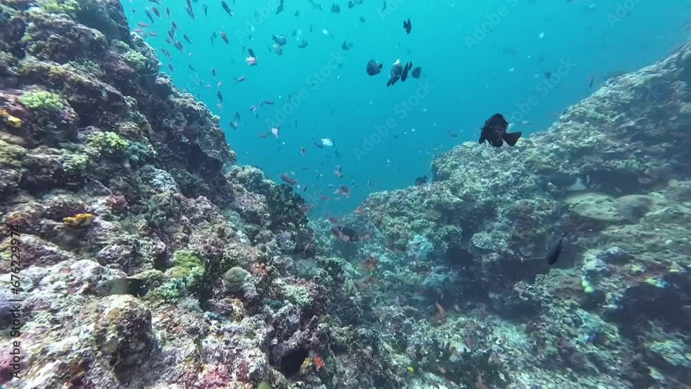 View of a coral reef and warm-water fish underwater. Underwater view of a shallow colorful coral reef and many colorful tropical fish. View of a coral reef and warm-water fish underwater. Underwater view of a shallow colorful coral reef and many colorful tropical fish.