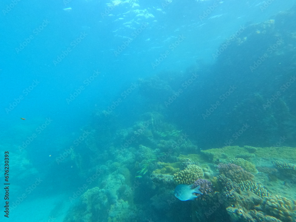 Obraz premium Red Sea in Egypt