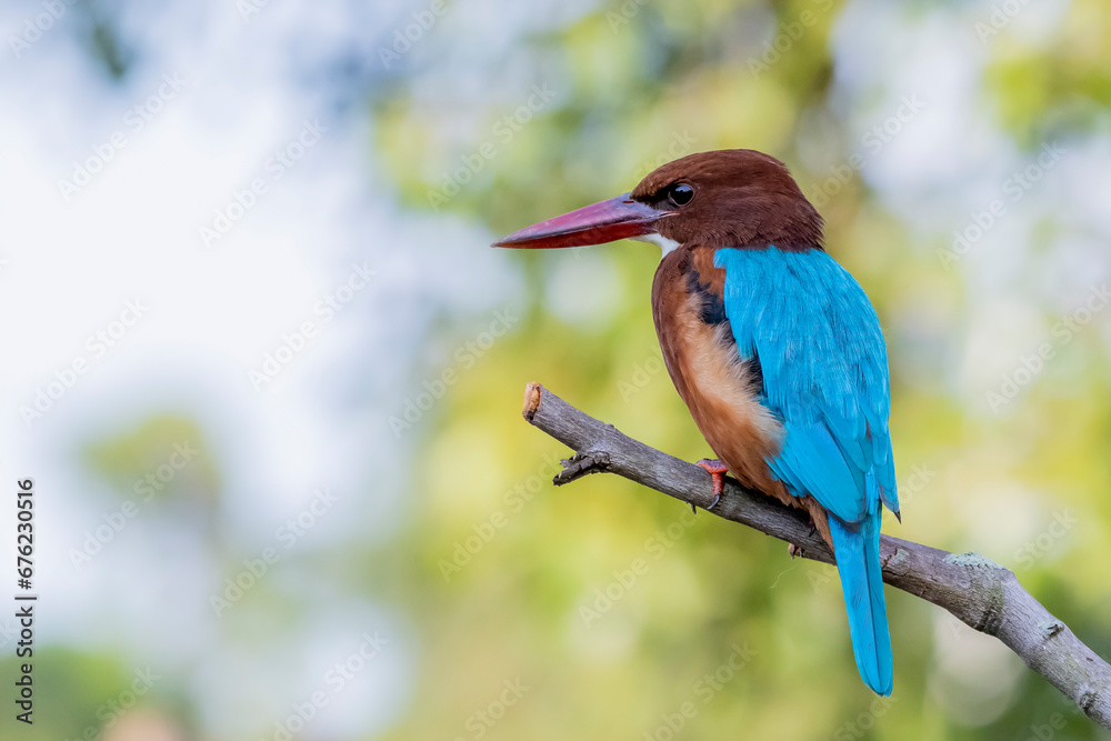 White-throated Kingfisher on a branch