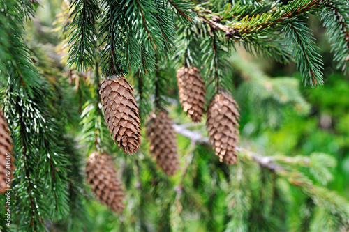 Green spruce branches with cones in summer. Many cones hanging on branch