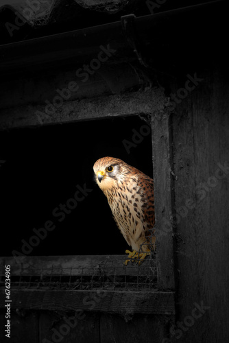 Female Eurasian Kestrel, Falco tinnunculus,  perched on the sill of an old barn shed photo