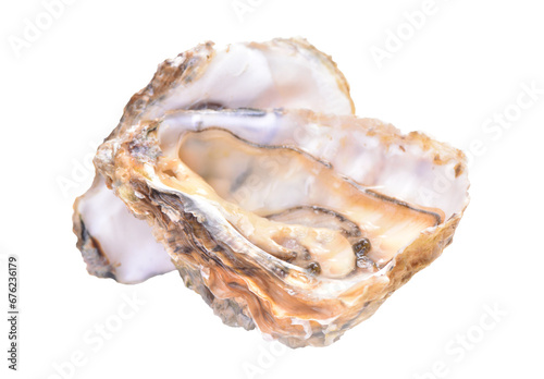 Oyster isolated on white background