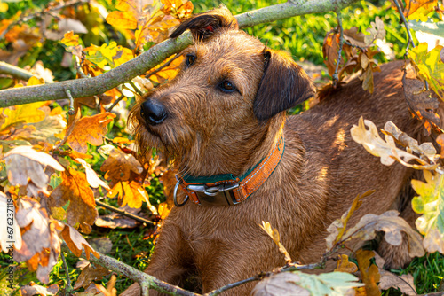 Foto Irish terrier playing in autumn landscape