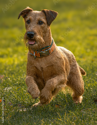 Fotografía Irish terrier playing in autumn landscape