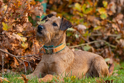 Fotografía Irish terrier playing in autumn landscape
