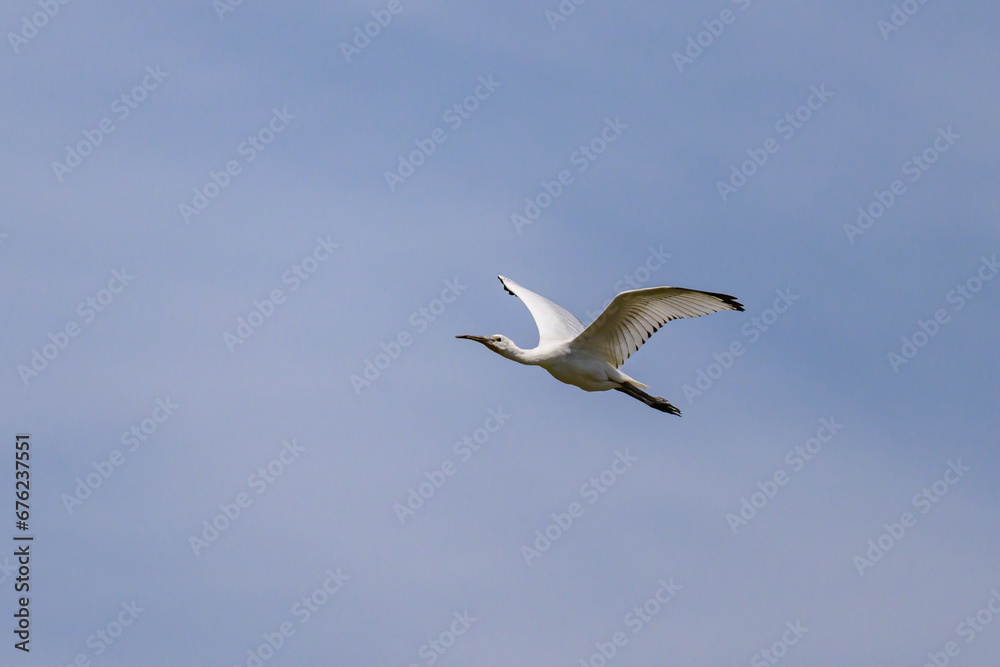 Obraz premium A flying spoonbill on a sunny day in summer