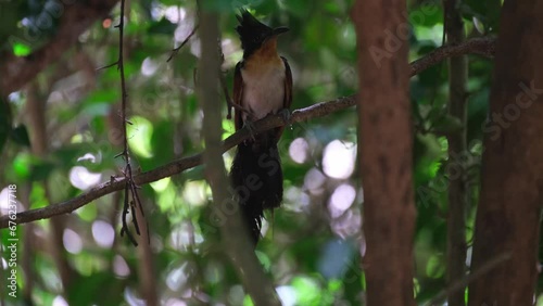 Seen deep in the forest looking around as the camera tilts down to reveal more, Chestnut-winged Cuckoo or Red-winged Crested Cuckoo Clamator coromandus, Thailand photo