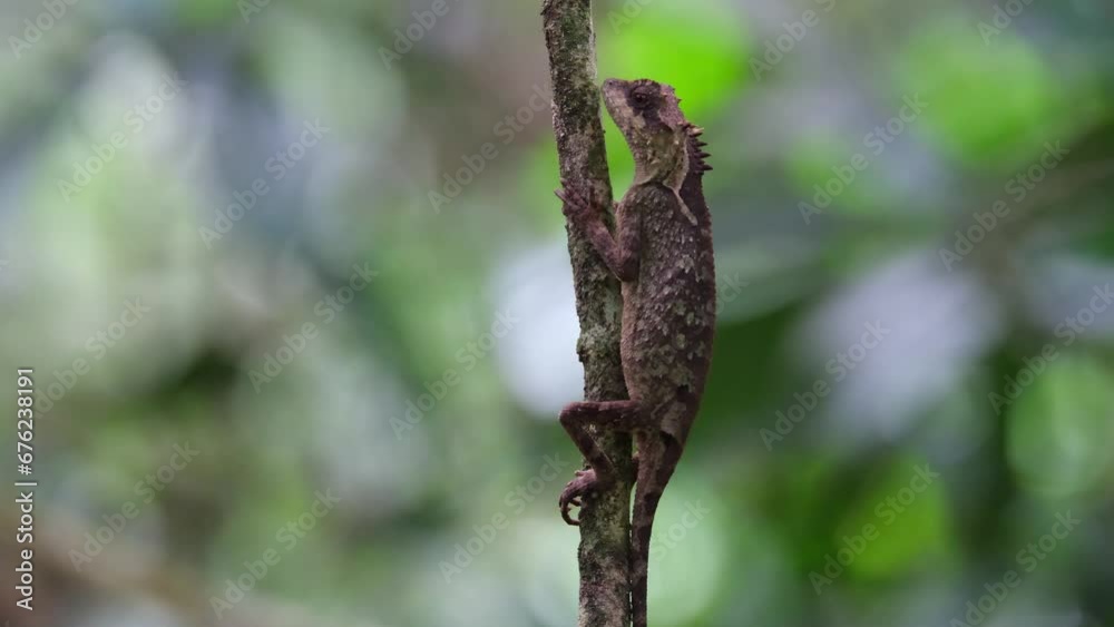 Breathing gently while clinging on a young tree as it sways with some wind in the forest, Scale-bellied Tree Lizard Acanthosaura lepidogaster, Thailand Breathing gently while clinging on a young tree as it sways with some wind in the forest, Scale-bellied Tree Lizard Acanthosaura lepidogaster, Thailand