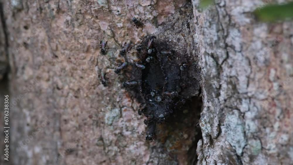Camera zooms out showing this Stingless Bees moving in and out of their hive, meliponines, Thailand Camera zooms out showing this Stingless Bees moving in and out of their hive, meliponines, Thailand