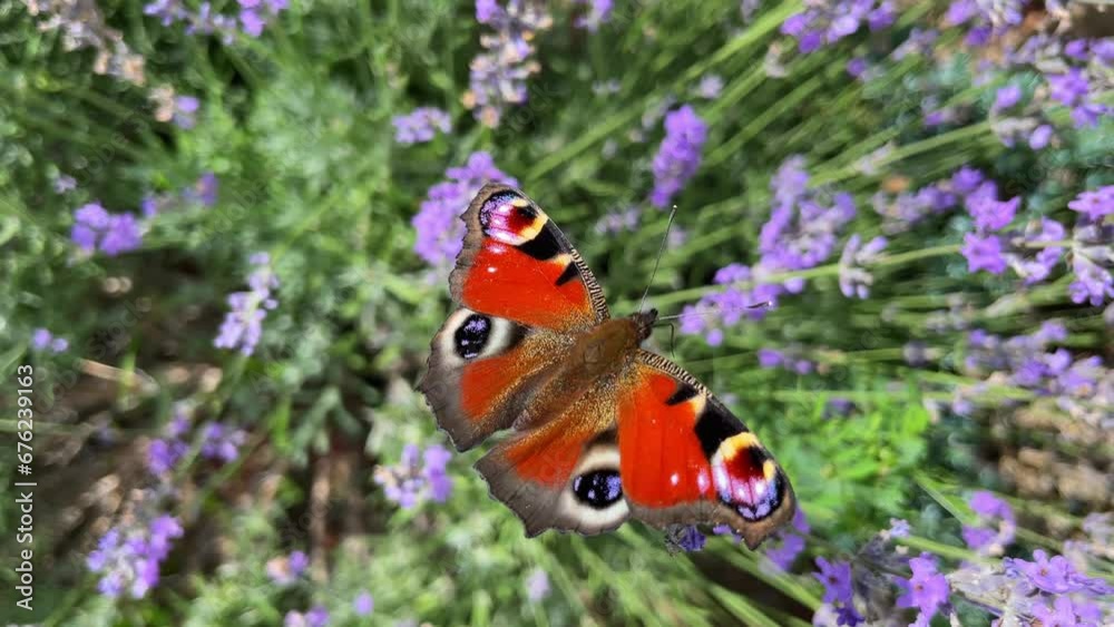 peacocks eye butterfly on lavender opens and closes the wings. Soft focus peacocks eye butterfly on lavender opens and closes the wings. Soft focus