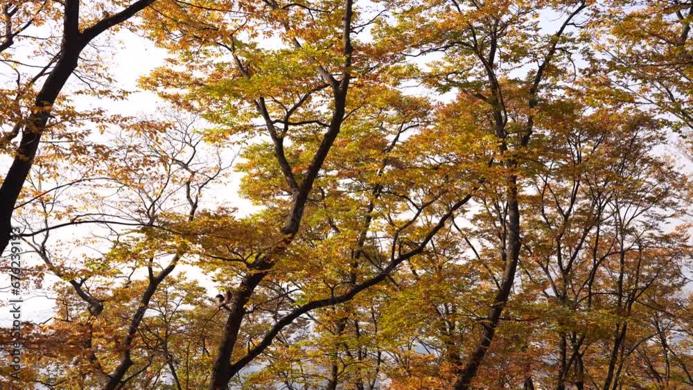 autumn at Namsan, Seoul, where trees are adorned with golden-yellow leaves, creating a serene, picturesque scene that embodies the tranquil beauty of fall. autumn at Namsan, Seoul, where trees are adorned with golden-yellow leaves, creating a serene, picturesque scene that embodies the tranquil beauty of fall.