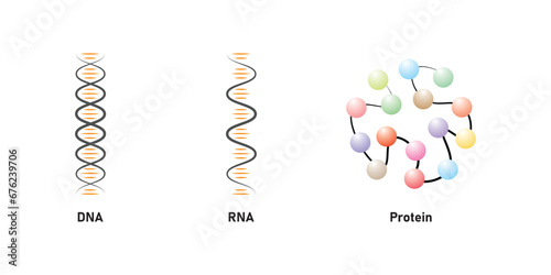 Cellular Macromolecules (DNA - RNA and Protein) Scientific Design. Vector Illustration.