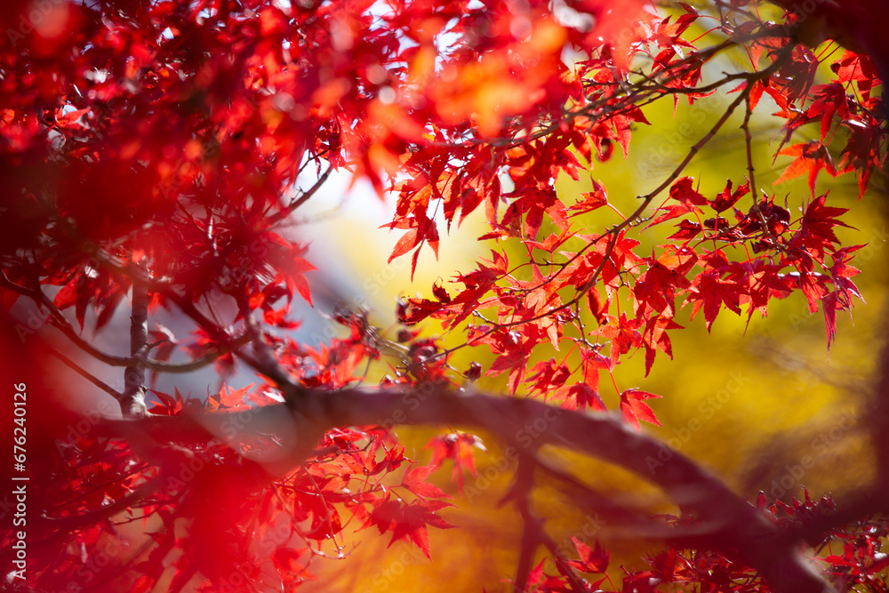 Details of the leaves of a Japanese maple during autumn with the characteristic red, yellow and brown colors of that time. Details of the leaves of a Japanese maple during autumn with the characteristic red, yellow and brown colors of that time.