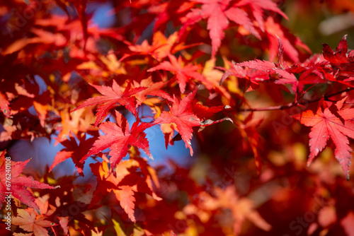 Details of the leaves of a Japanese maple during autumn with the characteristic red  yellow and brown colors of that time.