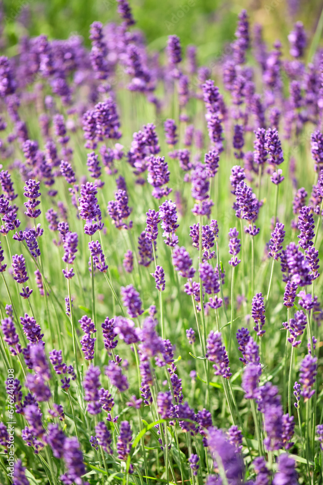 Fototapeta premium lavender field in region