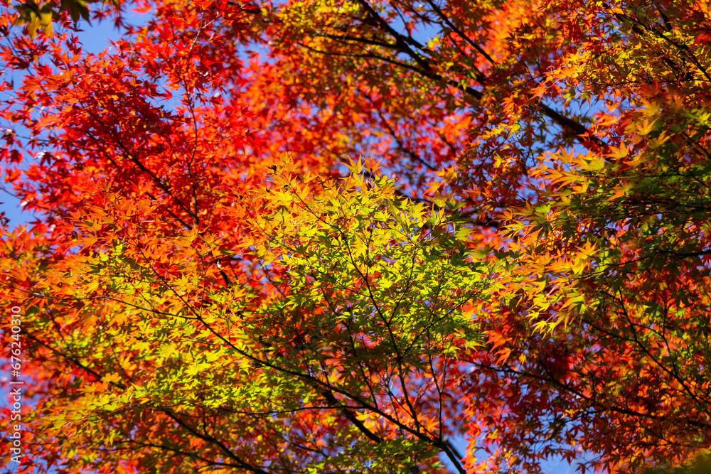 Details of the leaves of a Japanese maple during autumn with the characteristic red, yellow and brown colors of that time. Details of the leaves of a Japanese maple during autumn with the characteristic red, yellow and brown colors of that time.