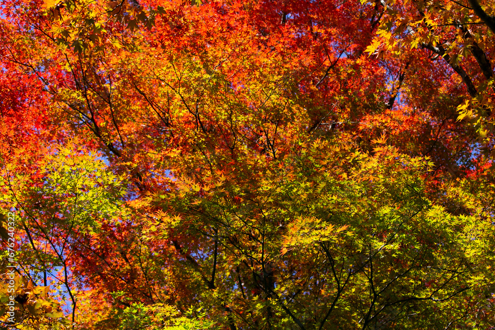 Details of the leaves of a Japanese maple during autumn with the characteristic red, yellow and brown colors of that time. Details of the leaves of a Japanese maple during autumn with the characteristic red, yellow and brown colors of that time.