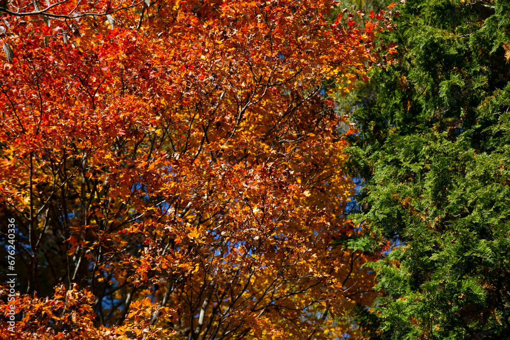 Details of the leaves of a Japanese maple during autumn with the characteristic red, yellow and brown colors of that time. Details of the leaves of a Japanese maple during autumn with the characteristic red, yellow and brown colors of that time.