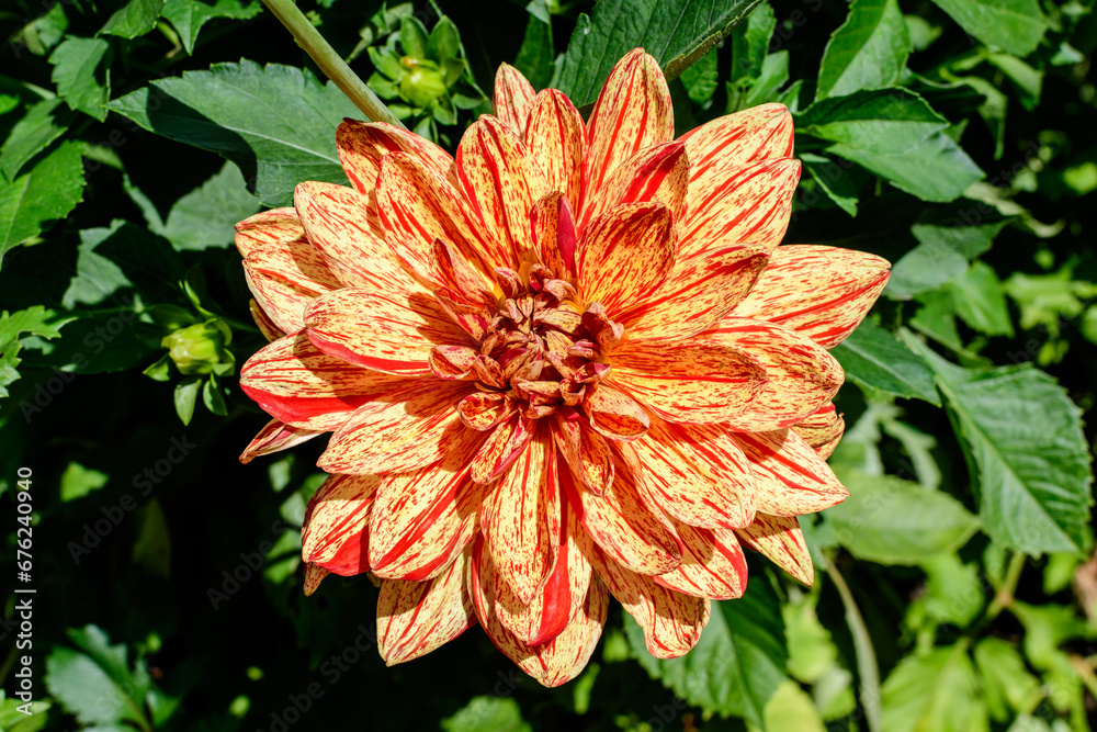 One beautiful large vivid orange dahlia flower in full bloom on blurred green background, photographed with soft focus in a garden in a sunny summer day. One beautiful large vivid orange dahlia flower in full bloom on blurred green background, photographed with soft focus in a garden in a sunny summer day.