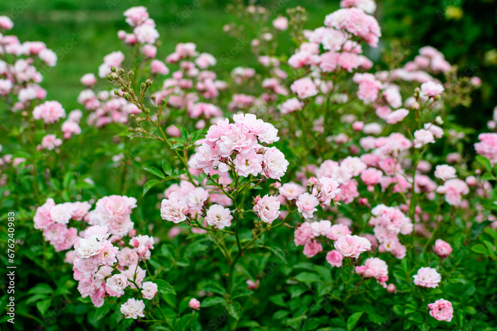 Large green bush with fresh vivid pink roses, smaller blooms and green leaves in a garden in a sunny summer day, beautiful outdoor floral background photographed with soft focus. Large green bush with fresh vivid pink roses, smaller blooms and green leaves in a garden in a sunny summer day, beautiful outdoor floral background photographed with soft focus.