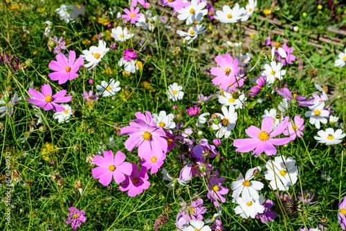 Many delicate vivid pink and white flowers of Cosmos plant in a cottage style garden in a sunny summer day  beautiful outdoor floral background photographed with soft focus