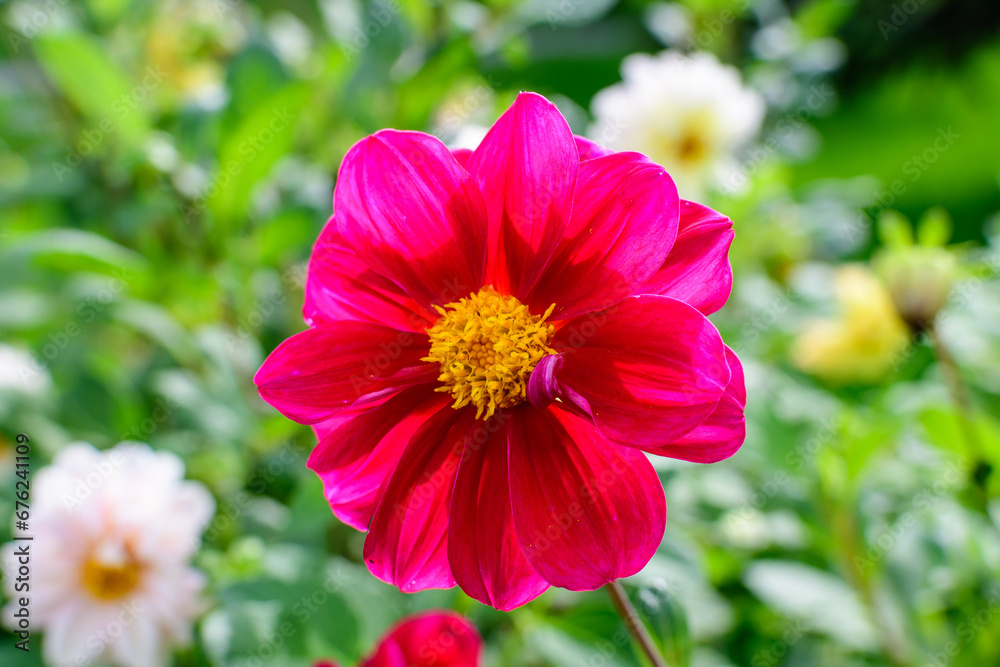 One beautiful large vivid red dahlia flower in full bloom on blurred green background, photographed with soft focus in a garden in a sunny summer day. One beautiful large vivid red dahlia flower in full bloom on blurred green background, photographed with soft focus in a garden in a sunny summer day.