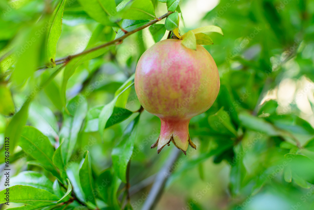 One small raw pomegranate fruit and green leaves in a large tree in direct sunlight in an orchard garden in a sunny summer day, beautiful outdoor floral background photographed with selective focus. One small raw pomegranate fruit and green leaves in a large tree in direct sunlight in an orchard garden in a sunny summer day, beautiful outdoor floral background photographed with selective focus.