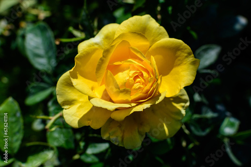 Close up on one delicate fresh vivid yellow rose and green leaves in a garden in a sunny summer day  beautiful outdoor floral background photographed with soft focus.